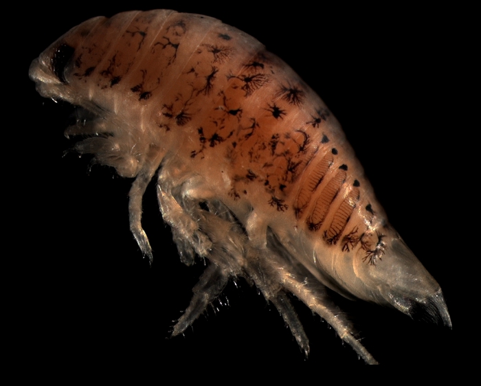 Eurydice pulchra Leach, 1815 Eurydice pulchra Leach, 1815