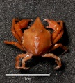 Epialtus brasiliensis, author: Bruno Ogata