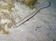 Ariosoma balearicum