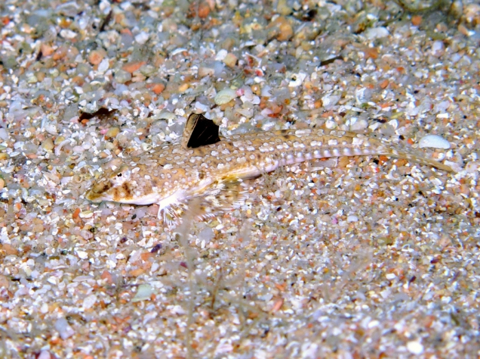 Callionymus pusillus (female)