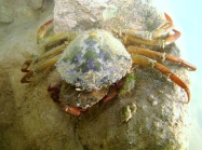 Carcinus aestuarii