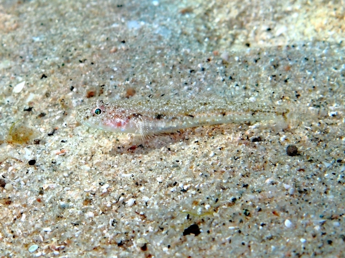 Deltentosteus quadrimaculatus (female)