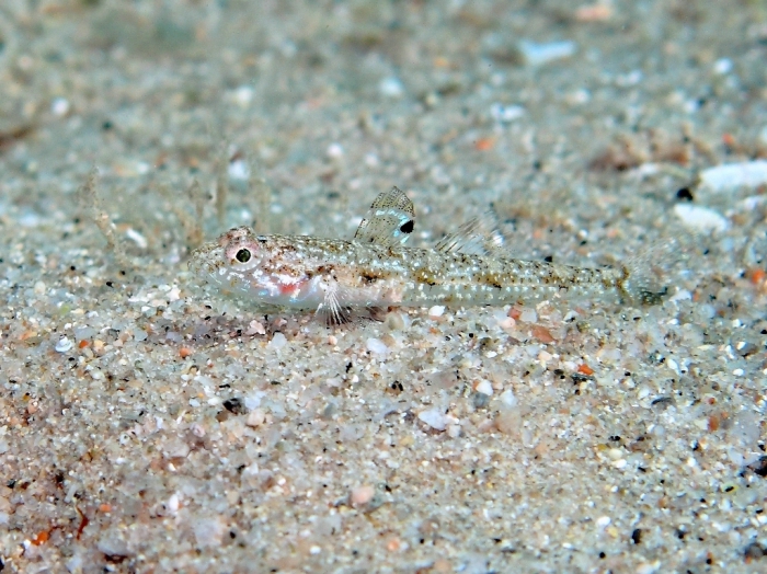 Deltentosteus quadrimaculatus (female)