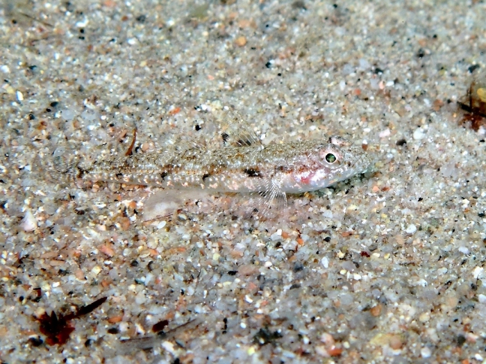 Deltentosteus quadrimaculatus (female)