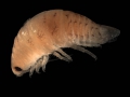 Isopoda