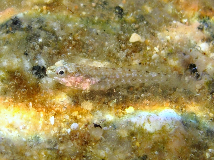 Gobius cobitis (juvenile)