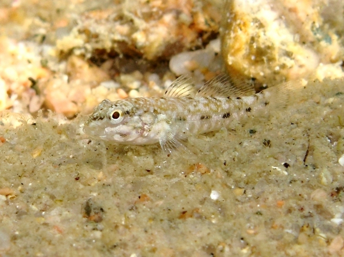 Gobius cobitis (juvenile)