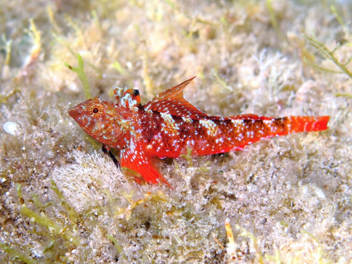 Tripterygion tripteronotum (male)