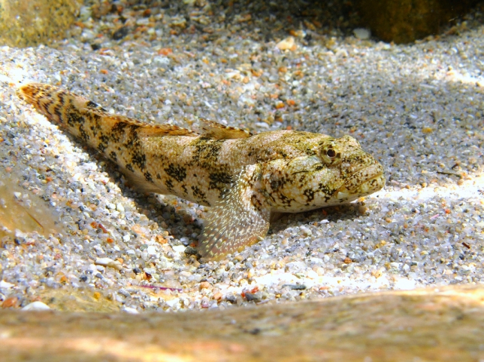 Gobius cobitis