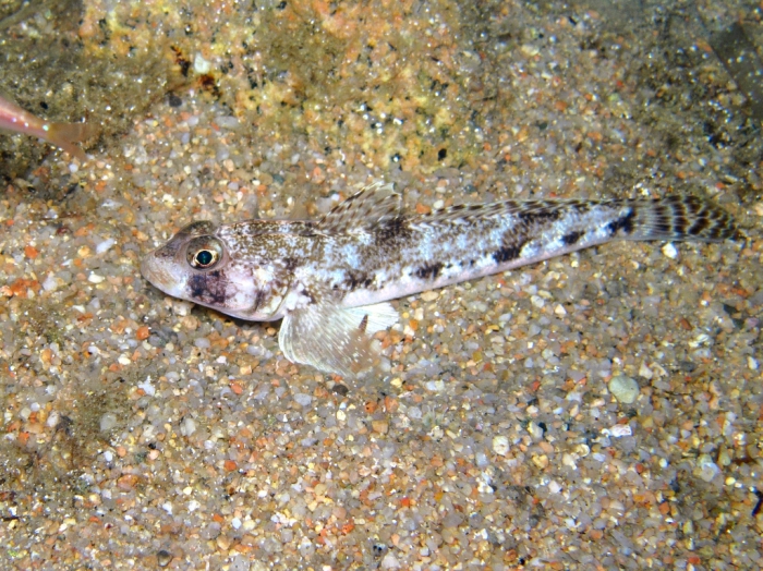 Gobius geniporus (by night)