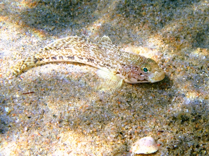 Gobius geniporus