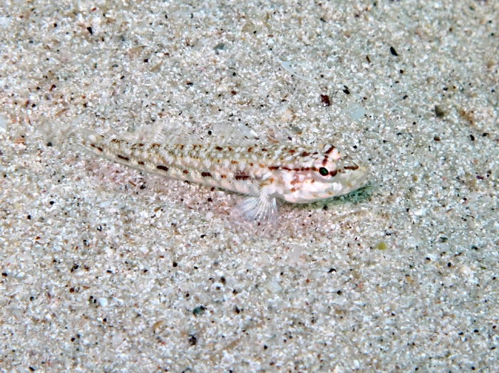 Gobius geniporus (juvenile)