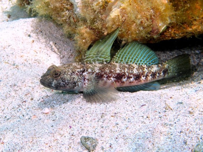 Gobius niger (male)