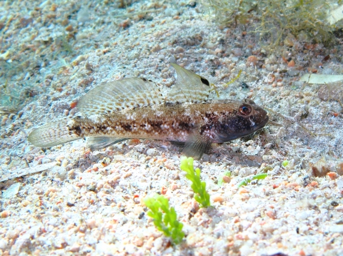 Gobius niger