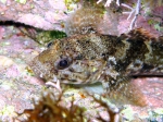 Gobius paganellus