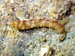 Holothuroidea (sea cucumbers)