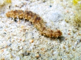 Holothuria impatiens, author: Pillon, Roberto