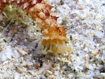 Holothuroidea (sea cucumbers)