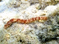 Holothuroidea (sea cucumbers)