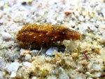 Holothuroidea (sea cucumbers)