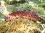 Holothuria tubulosa