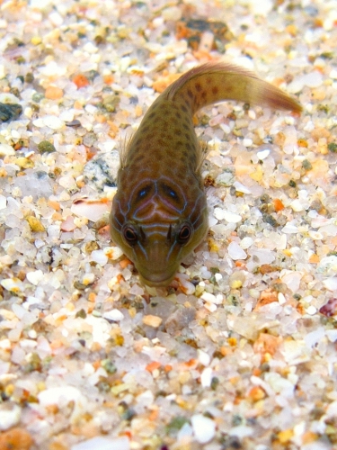 Lepadogaster lepadogaster Lepadogaster lepadogaster