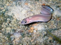 Ophidiiformes