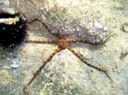 Ophioderma longicauda