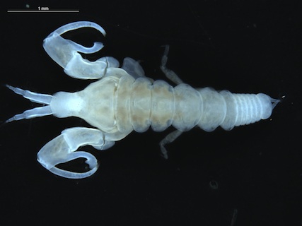 Nototanais antarcticus (Hodgson, 1902), male, dorsal Nototanais antarcticus (Hodgson, 1902), male, dorsal