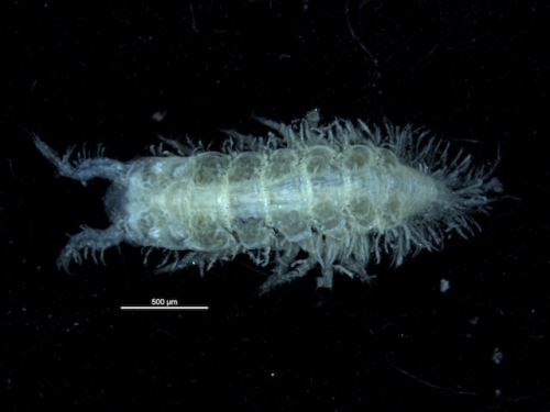 Labraxeudes heliodiscus Blazewicz-Paszkowycz & Bamber, 2007 Labraxeudes heliodiscus Blazewicz-Paszkowycz & Bamber, 2007