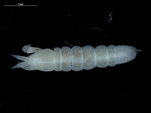 Nototanais antarcticus (Hodgson, 1902) female, dorsal Nototanais antarcticus (Hodgson, 1902) female, dorsal