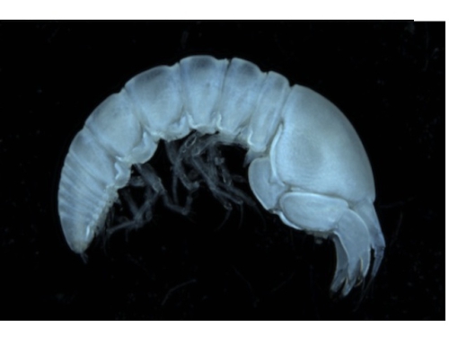 Cryptocopoides antarctica (Vanhoffen, 1914) Cryptocopoides antarctica (Vanhoffen, 1914)