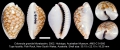 Caenogastropoda