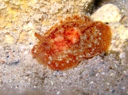 Pleurobranchus membranaceus