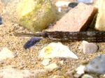 Syngnathiformes
