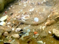 Syngnathiformes