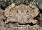 Etisus frontalis, author: WJChen & LCLo