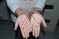 Colossendeis colossea