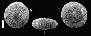 Tetragramma tetratuberculatus