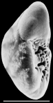 Buccella pustulosa New Zealand