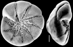 Ammonia aoteana New Zealand