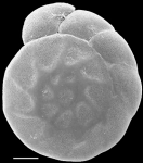 Ammonia aoteana New Zealand