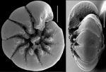 Ammonia aoteana Australia