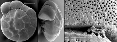 Ammonia aoteana Australia, author: Hayward, Bruce