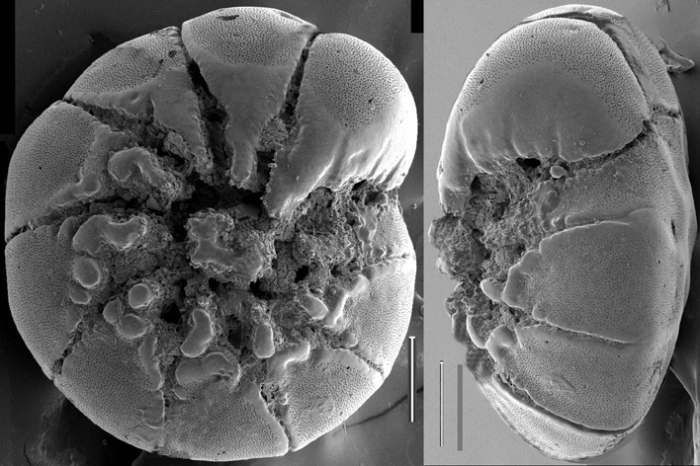 Ammonia batava Mediterranean Sea Ammonia batava Mediterranean Sea