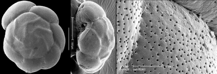 Ammonia irridescens Cuba, author: Hayward, Bruce