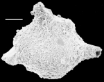 Pseudothurammina limnetis New Zealand