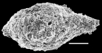 Pseudothurammina limnetis New Zealand