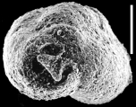 Miliammina fusca New Zealand, author: Hayward, Bruce