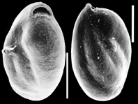 Miliammina obliqua New Zealand, author: Hayward, Bruce